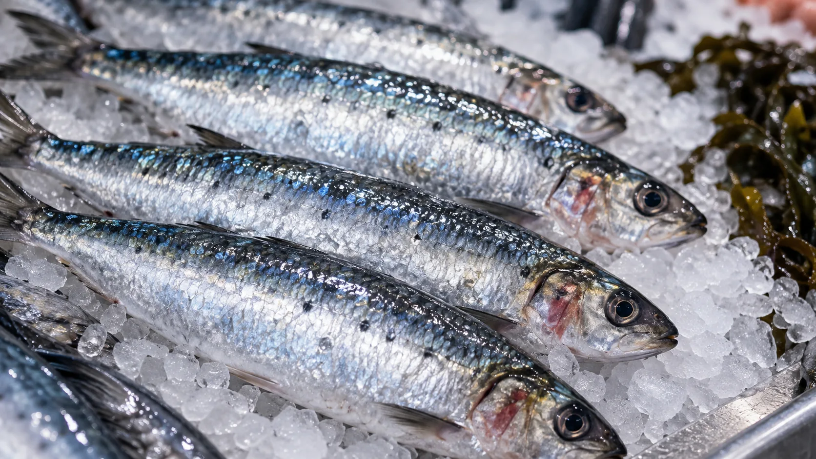 Friske sardiner på is i en fiskedisk.
