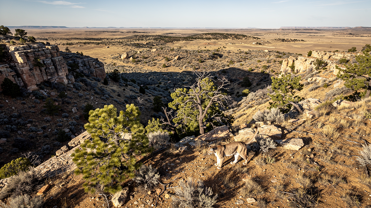 Var lever mountain lions i USA och Amerika?
